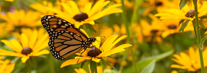 Butterfly in WI field of flowers