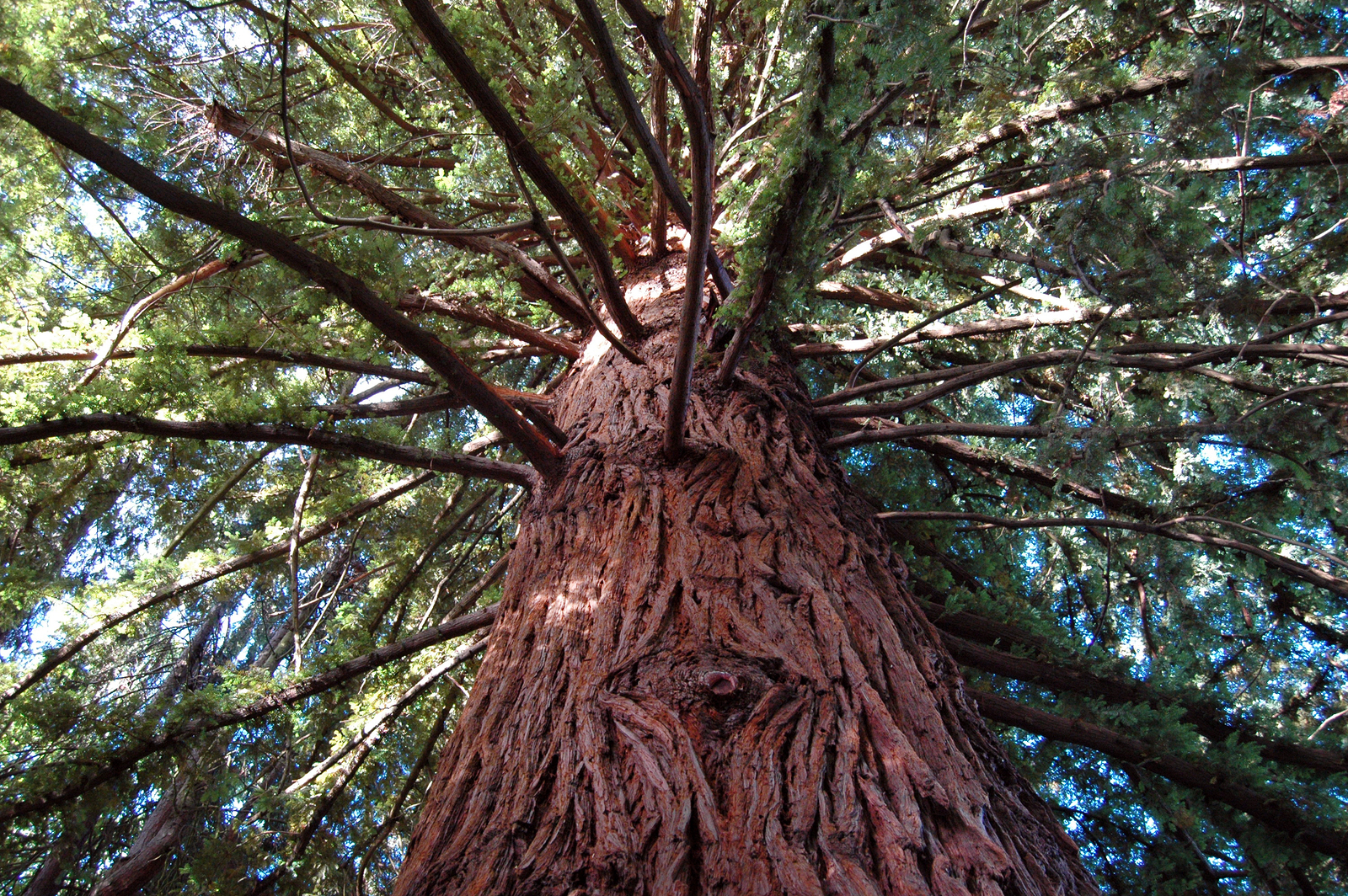 A big redwood tree stands tall in Olympia, Washington.