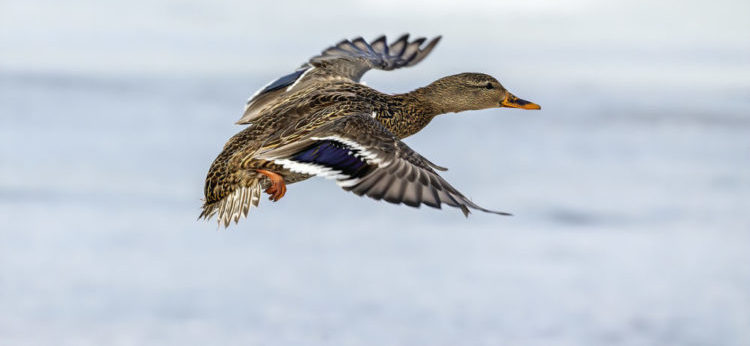 Duck. Mallard duck on fight. Natural scene from state park in Wisconsin